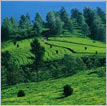 Exotic Kerala
